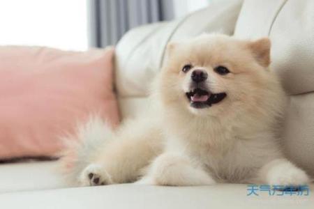 属狗7月婚姻吉日 属狗今年结婚最佳月份